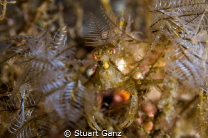 Decorator crab by Stuart Ganz 